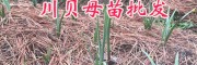 川貝母組培苗瓶