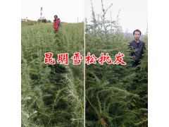 雪松地苗批發(fā)-云南雪松種苗銷售：80公分以上雪松袋苗圖2