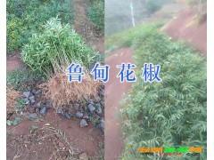 云南麗江九葉青花椒苗供應(yīng)基地圖2