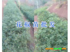 云南麗江九葉青花椒苗供應(yīng)基地圖3