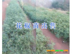 云南省青花椒苗價格_永勝縣哪里優(yōu)質(zhì)有青花椒苗出售圖1