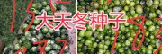 天門(mén)冬種植方法—麗江大天冬種苗-13578350904