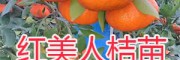 紅美人桔苗銷售——紅河開(kāi)遠(yuǎn)紅美人柑橘苗