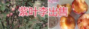 昆明紫葉李上市-紫葉李子銷售：