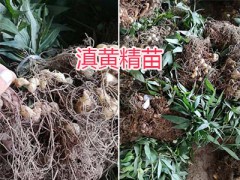 滇黃精苗批發(fā)報價—云南滇黃精種苗銷售圖1