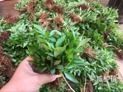 昆明哪里有青花椒苗？_青花椒苗廠家批發(fā)[免費技術(shù)指導]圖2