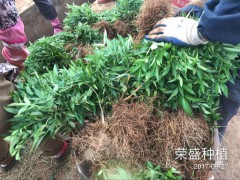 昆明哪里有青花椒苗？_青花椒苗廠家批發(fā)[免費技術(shù)指導]圖3