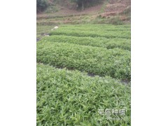 保山哪里有青花椒苗？_青花椒苗廠家批發(fā)[免費(fèi)技術(shù)指導(dǎo)]圖2