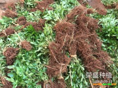 廣西哪里有青花椒苗?_青花椒苗廠家批發(fā)[免費(fèi)技術(shù)指導(dǎo)]圖2