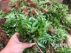 西雙版納哪里有青花椒苗_青花椒苗廠家批發(fā)[免費(fèi)技術(shù)指導(dǎo)]圖3