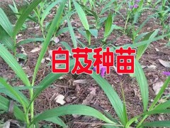 曲靖紫花白芨苗：會澤白芨小苗銷售圖2