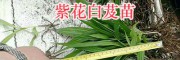 曲靖白芨苗銷(xiāo)售：會(huì)澤紫花三叉白芨苗