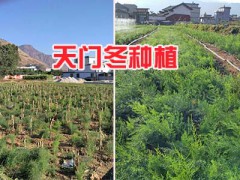 麗江天門冬種苗-大天冬苗哪有_云南天冬種子基地圖3