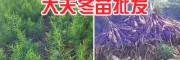 麗江天冬種植品種、高產(chǎn)天冬苗供應(yīng)