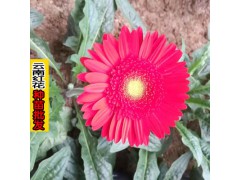 云南花卉苗木批發(fā)市場(chǎng)_云南香檳花種植基地圖3