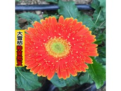 云南花卉種苗——適合大理種植的花卉苗木圖3