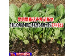 云南花卉香檳/紫靈/醉紫/大雪桔花語大全_TEL:13769181546圖3