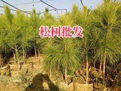 云南松樹批發(fā)？麗江價格綠化松樹、華山松銷售圖2