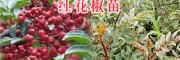 云南紅花椒苗-麗江青花椒苗批發(fā)-13769029365