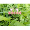 紫花三叉白芨種苗—麗江三叉白芨苗_云南白芨苗產(chǎn)地