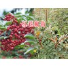 云南紅花椒苗-麗江青花椒苗銷(xiāo)售