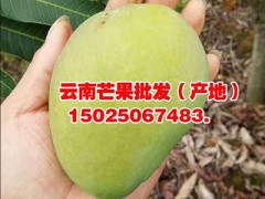 昆明芒果供應批發(fā)：金煌芒果、臺農(nóng)1號、鷹嘴芒果、圣德龍圖3