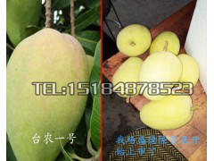 哪里有盛德隆芒果批發(fā)?TEL:15025067483圖2