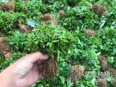 永善縣哪里有花椒苗_昭通市昭陽區(qū)榮盛種植專業(yè)合作圖3