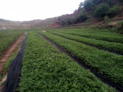 永善青花椒苗基地_永善青花椒苗出售-云南青花椒小苗圖1