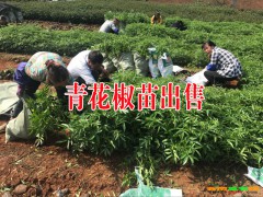 永善青花椒苗基地_永善青花椒苗出售-云南青花椒小苗圖3