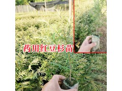 紅豆杉種苗怎么種植?_圖2