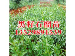 黑籽石榴苗樹苗價(jià)格多少錢一棵?種植幾年后結(jié)果?種植技術(shù)有哪些?圖3