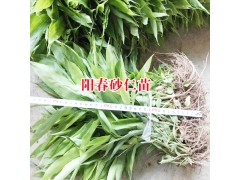 春砂仁佳種植時間是什么時候?圖2