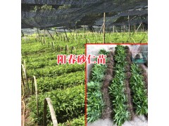 春砂仁佳種植時間是什么時候?圖3