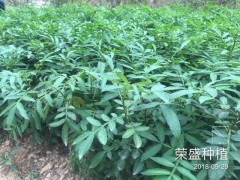 魯?shù)榭h哪里有花椒苗[免費技術(shù)指導(dǎo)]_榮盛種植[權(quán)威認證]圖1