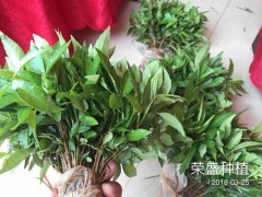 墨江哈尼族自治縣哪里有花椒苗?圖3