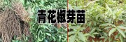 榮盛種植_青花椒苗