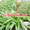 2019白芨苗價(jià)格* 白芨小苗價(jià)格