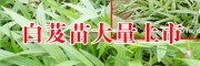 云南白芨種苗 |云南省白芨苗批發(fā)廠家[免費技術(shù)指導]