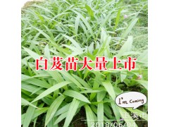 哪里白芨苗好 |哪里有白芨苗 | 哪里有白芨種苗 |圖2