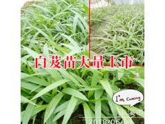 三叉白芨苗_白芨苗底價(jià)格圖2