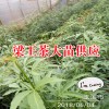 云南有梁王茶樹苗嗎?_梁王茶苗生產(chǎn)廠家[免費(fèi)技術(shù)指導(dǎo)]