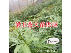 云南有梁王茶樹苗嗎?_梁王茶苗生產(chǎn)廠家[免費技術(shù)指導(dǎo)]圖2