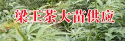 云南有梁王茶樹苗嗎?_梁王茶苗生產(chǎn)廠家[免費技術(shù)指導]