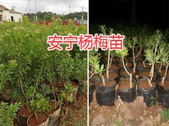 楊梅苗多少錢一棵？云南楊梅苗、昆明紅梨樹苗圖2