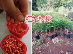 云南紅妃櫻桃苗-昆明紅妃櫻桃苗、安寧嫁接櫻桃苗批發(fā)圖3