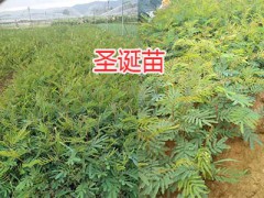 昆明綠化藏柏苗-灑金柏苗-圣誕樹苗、水冬瓜苗銷售圖2