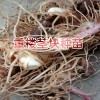 重樓根莖種植技術(shù)方法與事項(xiàng)？