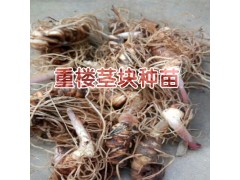 重樓根莖種植技術(shù)方法與事項？圖3