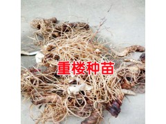 重樓種子直播種植技術(shù)方法與事項圖2